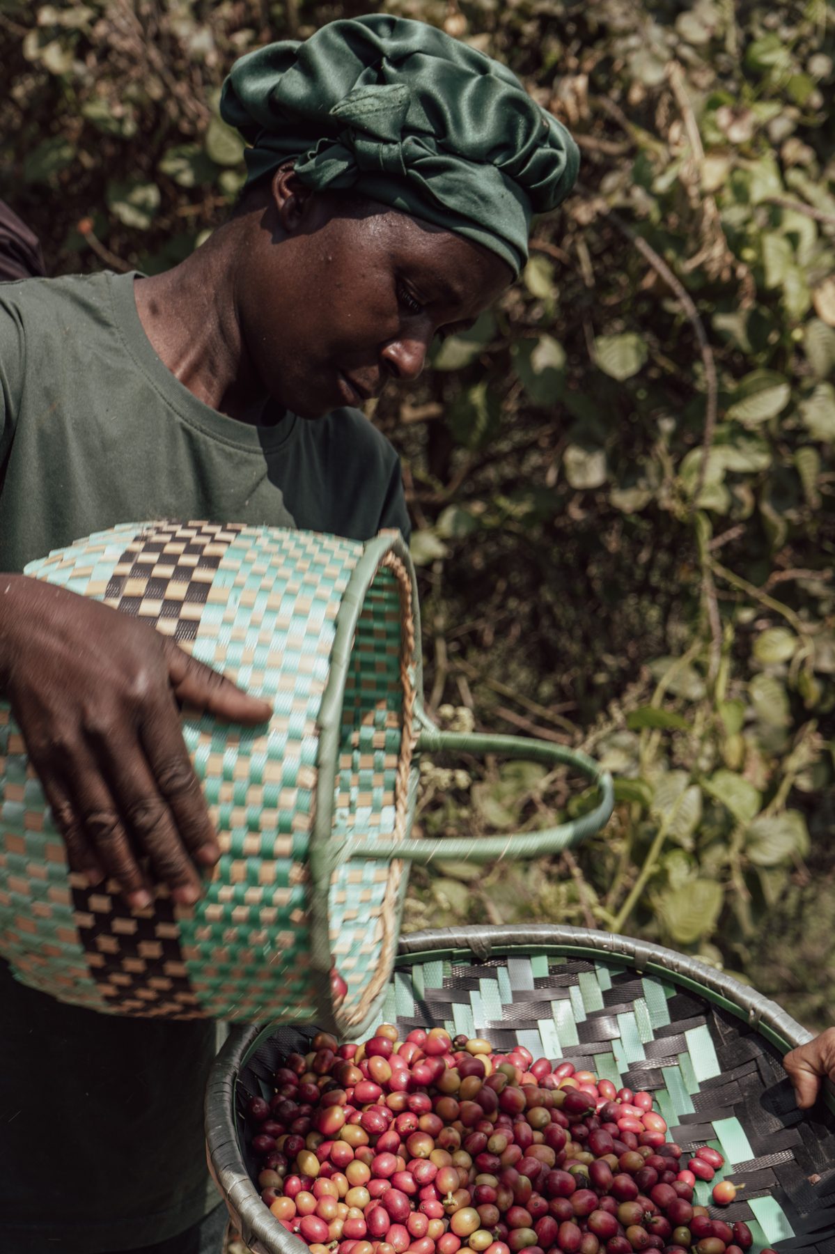Hand-picked coffee cherries from the surrounding farms